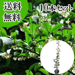 �y���������z�y10�{�Z�b�g�z �T�J�L �i�z���T�J�L�j �{�� ����0.8m�O�� 13.5�`15cm�|�b�g �z���T�J�L�@�ق񂳂��� �� �{�T�J�L�i�_�� �Ւd �_�I�j�{�_��@���q�T�J�L�ł͂���܂���B �c �A�� 