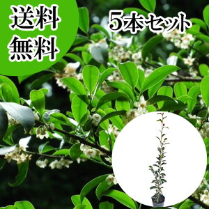 �y���������z�y5�{�Z�b�g�z �T�J�L �i�z���T�J�L�j �{�� ����0.8m�O�� 13.5�`15cm�|�b�g �z���T�J�L�@�ق񂳂��� �� �{�T�J�L�i�_�� �Ւd �_�I�j�{�_��@���q�T�J�L�ł͂���܂���B �c �A�� 