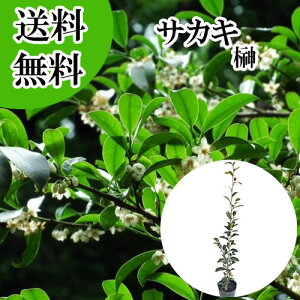 �y���������z�y �P �i �z �T�J�L �i�z���T�J�L�j �{�� ����0.8m�O�� 13.5�`15cm�|�b�g �z���T�J�L�@�ق񂳂��� �� �{�T�J�L�i�_�� �Ւd �_�I�j�{�_��@���q�T�J�L�ł͂���܂���B �c �A�� �c��