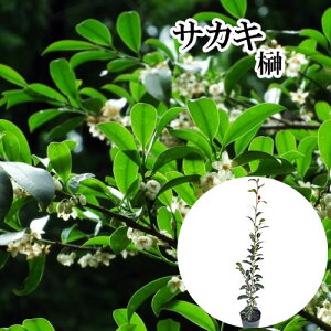 �y �P �i �z �T�J�L �i�z���T�J�L�j �{�� ����0.8m�O�� 13.5�`15cm�|�b�g �z���T�J�L�@�ق񂳂��� �� �{�T�J�L�i�_�� �Ւd �_�I�j�{�_��@���q�T�J�L�ł͂���܂���B �c �A�� �c�� �� ������ ��