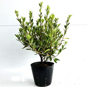 yzy5{Zbgz TcLccWij 0.3mO 15cm|bg  5|bg ܌ H  TcL c A c  _ ډB