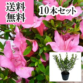 【送料無料】【10本セット】 サツキツツジ（さつき） 樹高0.25m前後 10.5cmポット さつきつつじ 五月 皐月 さつき サツキ 苗 植木 苗木 生垣 目隠し