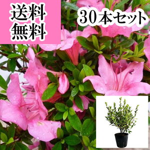 �y���������z�y30�{�Z�b�g�z �T�c�L�c�c�W�i�����j ����0.3m�O�� 15cm�|�b�g ������ 5���|�b�g �܌� �H�� ���� �T�c�L �c �A�� �c�� ���_ �ډB��