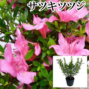 y P i z TcLccWij 0.25mO 10.5cm|bg  ܌ H  TcL c A c  _ ډB