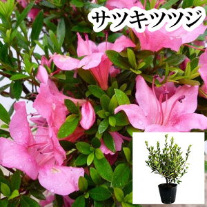 �y �P �i �z �T�c�L�c�c�W�i�����j ����0.3m�O�� 15cm�|�b�g ������ 5���|�b�g �܌� �H�� ���� �T�c�L �c �A�� �c�� �� ���_ �ډB��