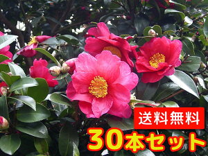 苗 花苗セットの人気商品 通販 価格比較 価格 Com 苗 花苗セットの人気商品 通販 価格比較 価格 Com