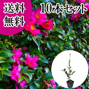 yzy10{Zbgz TUJ 0.3mO 10.5cm|bg  R ^`Jԉ c A c  _ ډB