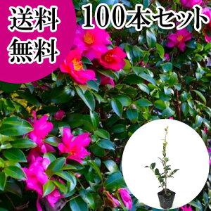 yzy100{Zbgz TUJ 0.3mO 10.5cm|bg  R ^`Jԉ c A c  _ ډB