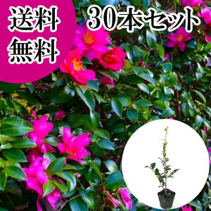 yzy30{Zbgz TUJ 0.3mO 10.5cm|bg  R ^`Jԉ c A c  _ ډB