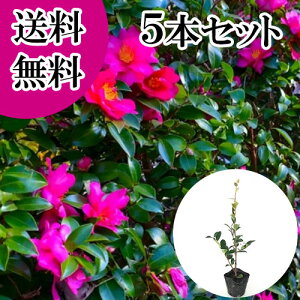 yzy5{Zbgz TUJ 0.3mO 10.5cm|bg  R ^`Jԉ c A c  _ ډB