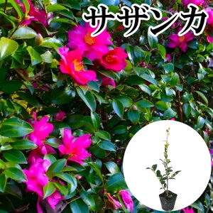 y P i z TUJ 0.3mO 10.5cm|bg  R ^`Jԉ c A c  _ ډB