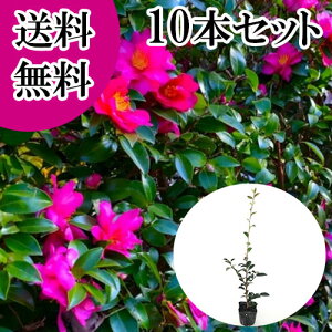 yzy10{Zbgz TUJ 0.5mO 10.5cm|bg  R ^`Jԉ c A c  _ ډB