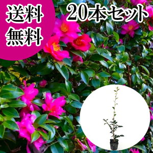 yzy20{Zbgz TUJ 0.5mO 10.5cm|bg  R ^`Jԉ c A c  _ ډB