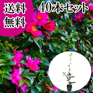 yzy40{Zbgz TUJ 0.5mO 10.5cm|bg  R ^`Jԉ c A c  _ ډB