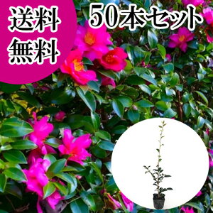 yzy50{Zbgz TUJ 0.5mO 10.5cm|bg  R ^`Jԉ c A c  _ ډB