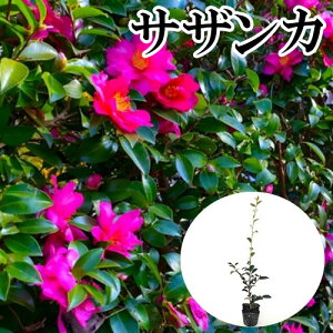 y P i z TUJ 0.5mO 10.5cm|bg  R ^`Jԉ c A c  _ ډB