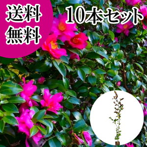 yzy10{Zbgz TUJ 0.8mO 10.5cm|bg  R ^`Jԉ c A c  _ ډB