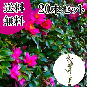 yzy20{Zbgz TUJ 0.8mO 10.5cm|bg  R ^`Jԉ c A c  _ ډB