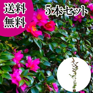 yzy5{Zbgz TUJ 0.8mO 10.5cm|bg  R ^`Jԉ c A c  _ ډB