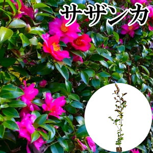 y P i z TUJ 0.8mO 10.5cm|bg  R ^`Jԉ c A c  _ ډB