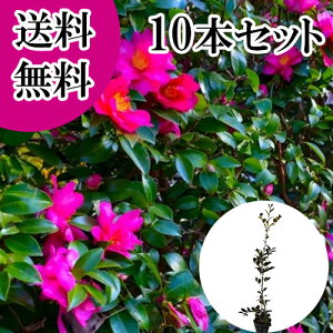 yzy10{Zbgz TUJ 1.0mO 15cm|bg  R ^`Jԉ c A c  _ ډB