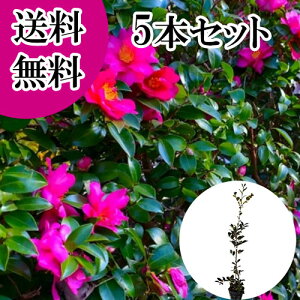 yzy5{Zbgz TUJ 1.0mO 15cm|bg  R ^`Jԉ c A c  _ ډB