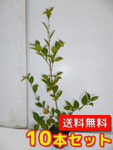 yzy10{Zbgz TUJiԁjATN 0.4mO 10.5cm|bg 񂩁iԁj ATN c A c  _ ډB