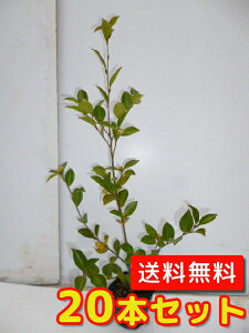 【送料無料】【20本セット】 サザンカ(白花)アサクラ 樹高0.4m前後 10.5cmポット さざんか(白花) アサクラ 苗 植木 苗木 庭 生垣 目隠し