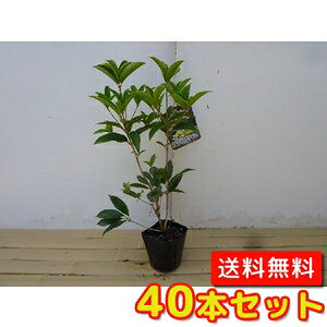yzy40{Zbgz VLULNZC 0.25mO 10.5cm|bg XC[gI[u lG炫؍ lG炫NZC   c A c  _ ډB