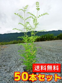 楽天市場 シマトネリコ 苗の通販
