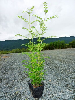 楽天市場 店長おすすめ 掘り出し物 シマトネリコ 花と緑
