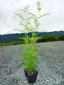 トネリコ 株立ち 盆栽 植木の通販 価格比較 価格 Com