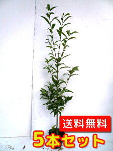 yzy5{Zbgz VJV 1.0mO 15cm|bg 炩 ~  c A c _ Rѕc ډB