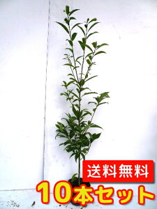 yzy10{Zbgz VJV 1.0mO 15cm|bg 炩 ~  c A c  _ Rѕc ډB