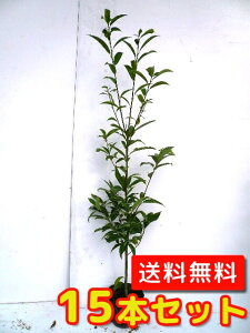 yzy15{Zbgz VJV 1.0mO 15cm|bg 炩 ~  c A c _ Rѕc ډB