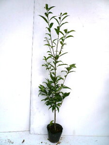 yzy P i z VJV 1.0mO 15cm|bg 炩 ~  c A c _ Rѕc ډB