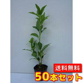 楽天市場 しきみ 販売の通販