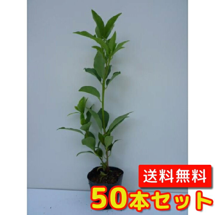 楽天市場 送料無料 50本セット シキミ 樹高0 2m前後 10 5cmポット しきみ シキビ しきび 樒 櫁 仏事 苗 植木 苗木 生垣 目隠し 花と緑 楽天市場 送料無料 50本セット シキミ 樹高0 2m前後 10 5cmポット しきみ シキビ しきび 樒 櫁 仏事 苗 植木 苗木 生垣 目隠し 花と緑