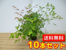 楽天市場 植木 種類 植物 ナンテン ガーデニング 農業 花 ガーデン Diy の通販