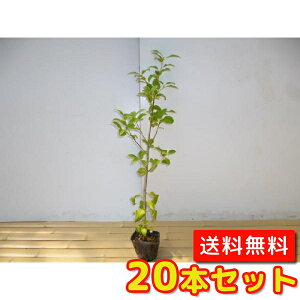 植木 目隠しの人気商品 通販 価格比較 価格 Com