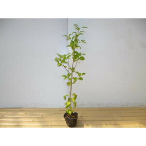 yzy10{Zbgz \S 0.3mO 10.5cm|bg 悲 ~ Ύ c c A c _ c ډB