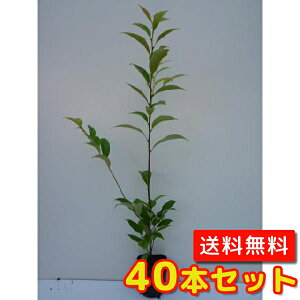 yzy40{Zbgz X_WC 0.5mO 10.5cm|bg   ̂ ł̖ Ŗ VCmL c A c  _ Rѕc ډB
