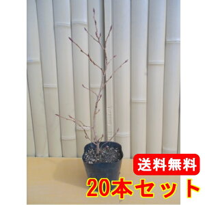 yzy20{Zbgz VuV 0.3mO 10.5cm|bg ₵Ԃ 鍳ܔ{q c A c  _ Rѕc ډB