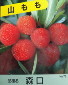 楽天市場 ヤマモモ 庭木の通販