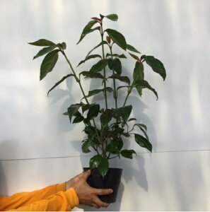 花 白 植木 盆栽の人気商品 通販 価格比較 価格 Com 花 白 植木 盆栽の人気商品 通販 価格比較 価格 Com