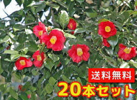楽天市場 ヤブツバキ 庭木の通販