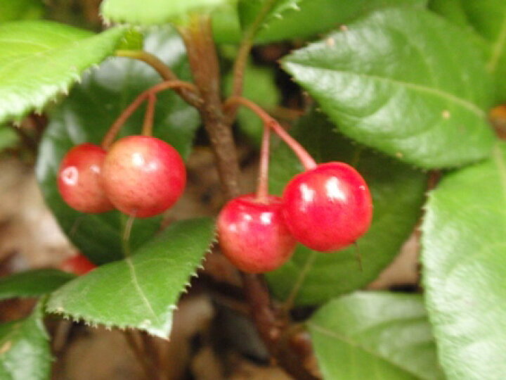 楽天市場 単 品 ヤブコウジ 9cmポット やぶこうじ 藪柑子 十両 苗 植木 苗木 グランドカバー 下草 寄せ植え 低木 花と緑