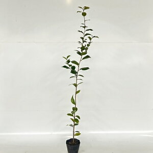 y P i z ucoL 1.0mO 15cm|bg Ԃ΂ ΂ M coL c A c  _ ډB