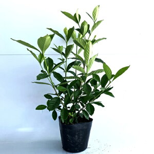 yzy15{Zbgz N`iV d炫iGN`iVj 0.4mO 15cm|bg Ȃ i₦Ȃj q dq q xq K[fjA c A c _ ډB