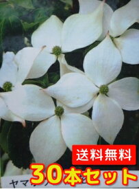 楽天市場 ヤマボウシ 庭木の通販